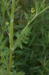 Wild parsnip